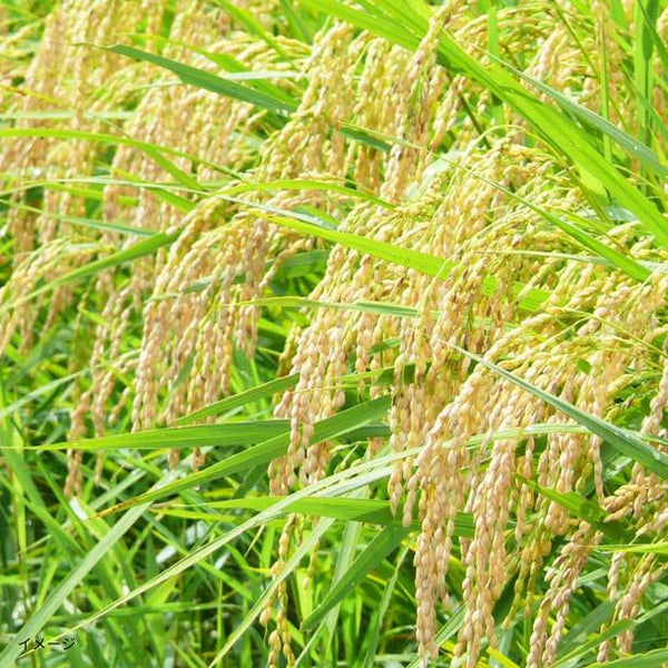令和7年産「宮城県産 1等米 玄米」