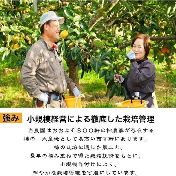 奈良県産「刀根早生（サイズ混合 15～20玉）ご家庭用箱入り」