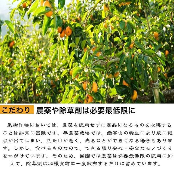 奈良県産「刀根早生（サイズ混合 15～20玉）ご家庭用箱入り」