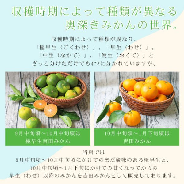 愛媛県産「ちび玉極早生みかん 家庭用・小玉」
