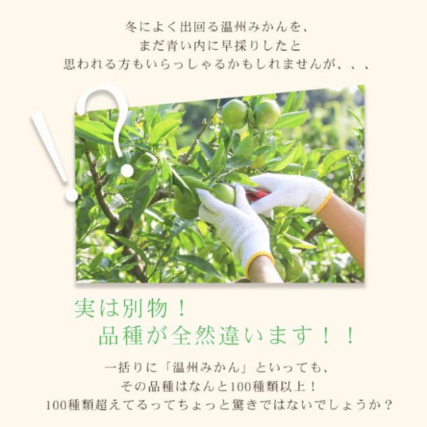 愛媛県産「ちび玉極早生みかん 家庭用・小玉」