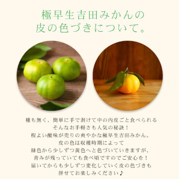 愛媛県産「ちび玉極早生みかん 家庭用・小玉」