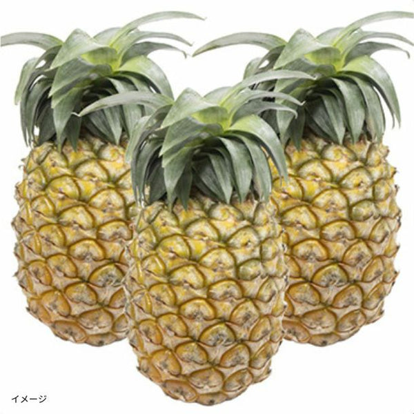 石垣島産「島パイン・ハワイ種（2～4玉）」約2.8kg【クラチャレふるさとだより】