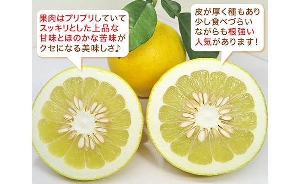 愛媛県産「規格外土佐文旦（M-4L）」