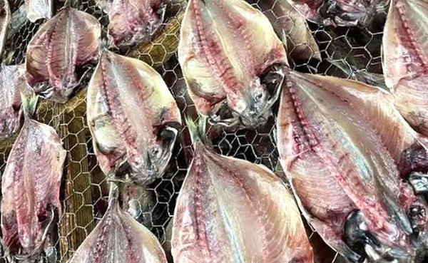 沼津産「鯵ひもの」