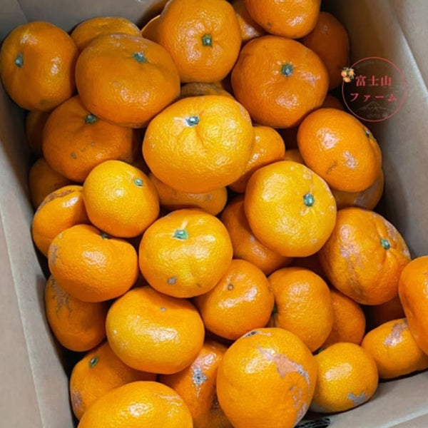 静岡県沼津産「訳ありみかん寿太郎」