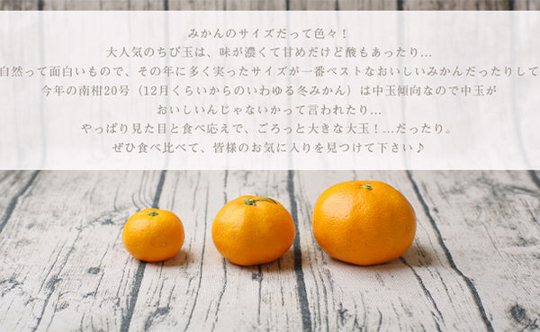 愛媛県産「吉田みかん」