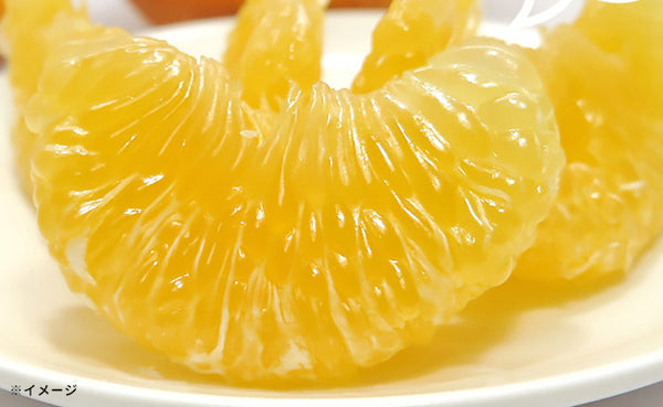 愛媛県産「甘夏柑（L-3L）」