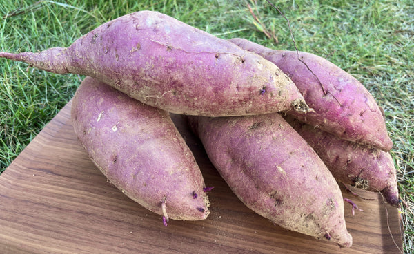 大崎上島産「土付きさつまいも（農薬：栽培期間中不使用）」約2kg（2～4本）