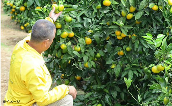愛媛県産「訳あり 極早生みかん（2S-L）」