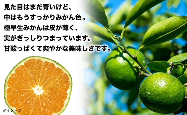 愛媛県産「訳あり 極早生みかん（2S-L）」