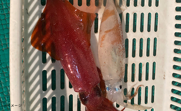 「すさみの一本釣り アカイカ」5～6杯【クラチャレふるさとだより】