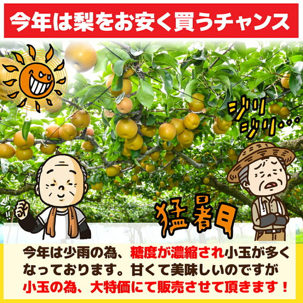 愛媛県産「訳あり和梨 小玉 加工用・ジュース用」