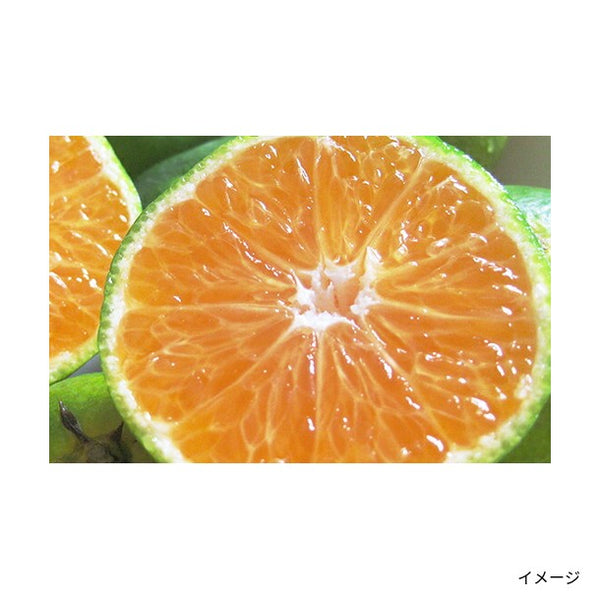 愛媛県産「訳あり 極早生みかん」