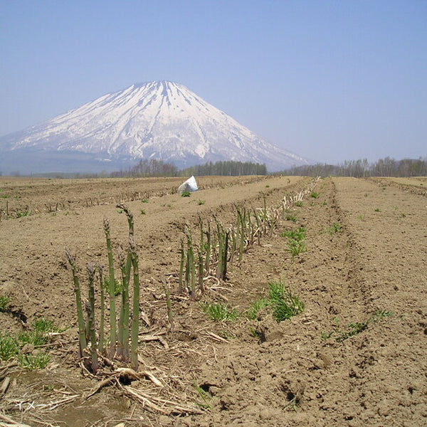 北海道産「グリーンアスパラ Lサイズ」