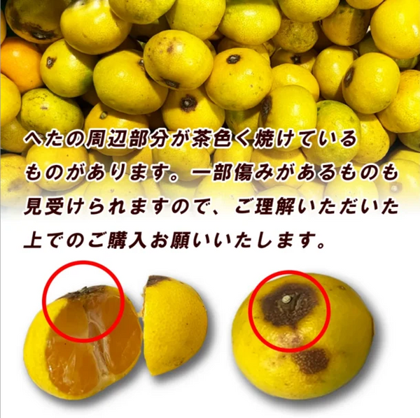 愛媛県産「訳あり 極早生みかん」