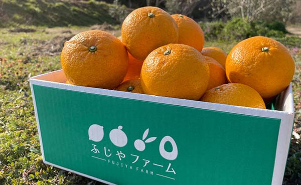広島県大崎上島産「甘夏」